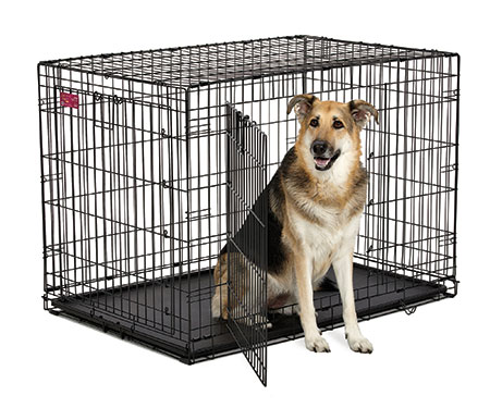 ace pet crate