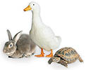 Midwest animal exercise pen - rabbit, bird and tortoise