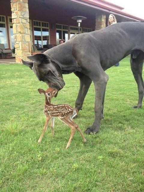 Pictures of Great Dane , Black Great Dane pictures, Picture of Great Dane , Black Great Dane pictures, Pictures of Great Dane 