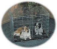 2 dog cage